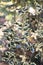 Weeping Silver Margined Holly Ilex aquifolium Argentea Marginata Pendula, pending leaves