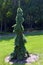 Weeping White Spruce Tree   822978