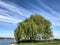 A weeping willow for the ages - Cleveland`s Favorite Tree - OHIO - USA