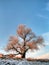 Weeping willow on a background