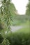 Weeping willow branch with leaves on a blurry background