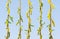 Weeping willow branchlets pattern