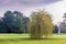 Weeping willow in a city park