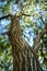 Weeping willow. Close-up view from the trunk to the sky