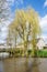 Weeping Willow in early spring