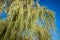 Weeping willow foliage