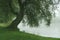 Weeping willow on lake edge