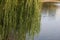 A weeping willow leaned over a dark pool with ripples and reflections of sunlight