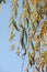 Weeping willow leaves. Hoarfrost.