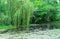 Weeping willow over a lake in a summer park