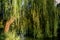 Weeping willow on a pond, france