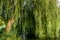 Weeping willow on a pond, france