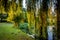 Weeping willow on a pond , france