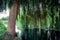 Weeping willow on a pond, france