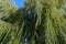 Weeping willow in a public park against a blue sky. willow branches