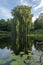 Weeping willow reflection in lake with waterlilies