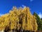 Weeping willow (Salix babylonica) autumn yellow colored in garden under dark blue sky