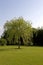 Weeping Willow, salix babylonica, Normandy