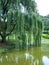 Weeping Willow at Shelton Vineyards in Dobson, North Carolina