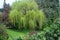 Weeping Willow Tree