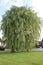 Weeping willow tree also known as Salix babylonica UK