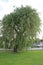 Weeping willow tree also known as Salix babylonica UK