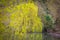 Weeping Willow Tree with brilliant display of drooping yellow catkins reflected in river