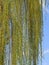 Weeping willow Tree Flowering in April