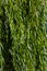 Weeping willow tree foliage background. Weeping willow branches with green leaves. Close up view of green foliage of crying willow