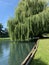 Weeping willow tree leaning over a large pond