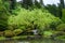 Weeping willow tree leaning over a pond and supported by a post, peaceful Japanese garden