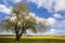 A weeping willow tree lines daffodil fields in Skagit Valley near Mt. Vernon, WA