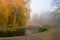 Weeping willow tree over the pond in autumn park. Misty foggy autumn day