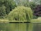 Weeping willow tree scient. name Salix babylonica