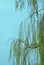 Weeping willow. Weeping willow foliage