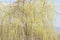 Weeping willow, which flows with yellow flowers of Novaci-Romania 3