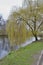 Weeping Willow with yellow branches