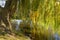 Weeping willows and autumn river with reflections