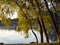 Weeping willows bent to the river in the sunshine