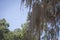 Weepy Spanish Moss hanging from a tree in a tropical rainforest setting in the south