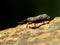 Weevil beetle