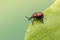 A weevil beetle - Byctiscus populi