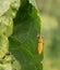 Weevil beetle climbing on green leaf