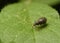 A weevil beetle crawls on a tree leaf