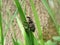 Weevil beetle Curculionidae