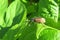 Weevil beetle in the garden, closeup