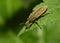 A weevil beetle lat: Curculionidae on a tree leaf in the forest