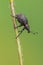 A weevil beetle - Liophloeus tessulatus