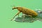 A weevil beetle - Lixus angustatus