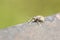 Weevil Beetle Macro